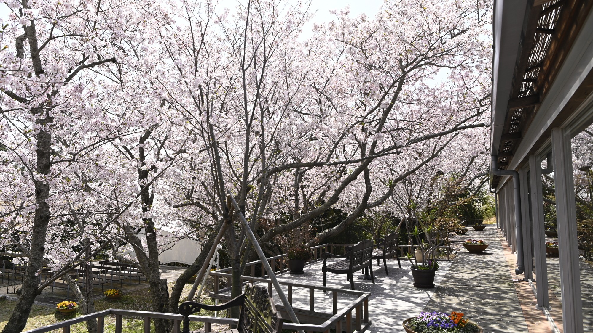 ガーデン（桜）