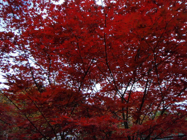 鬼怒川温泉 絶景の宿 佳祥坊福松 - 写真 139
