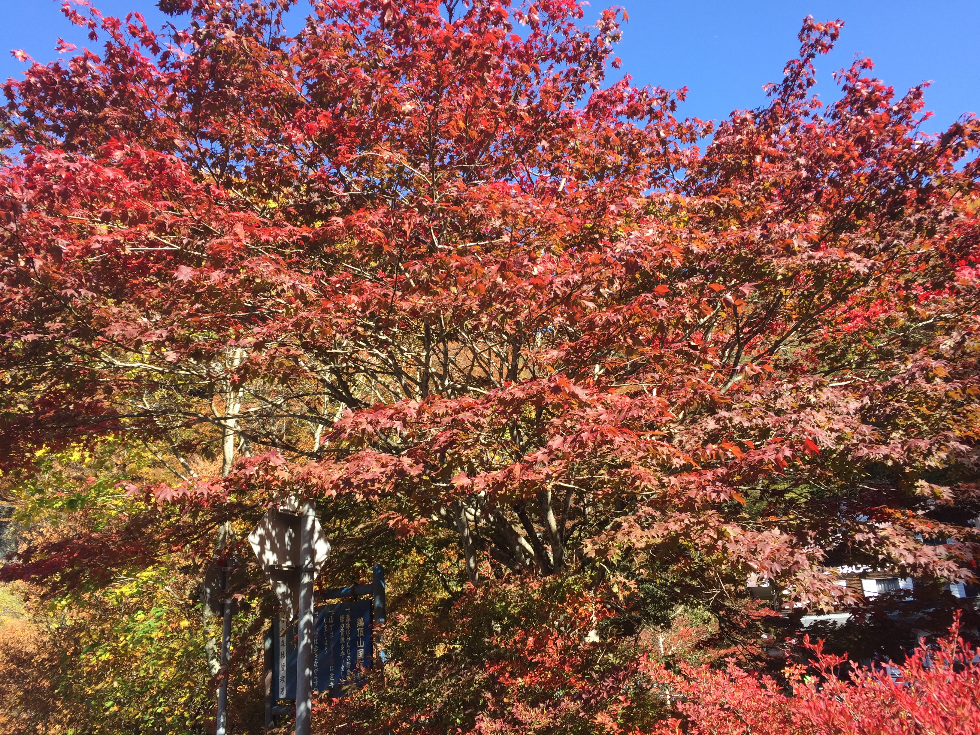 龍王峡の紅葉見ごろは11月上旬から下旬まで
