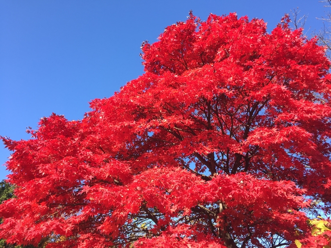 紅葉に来よう！