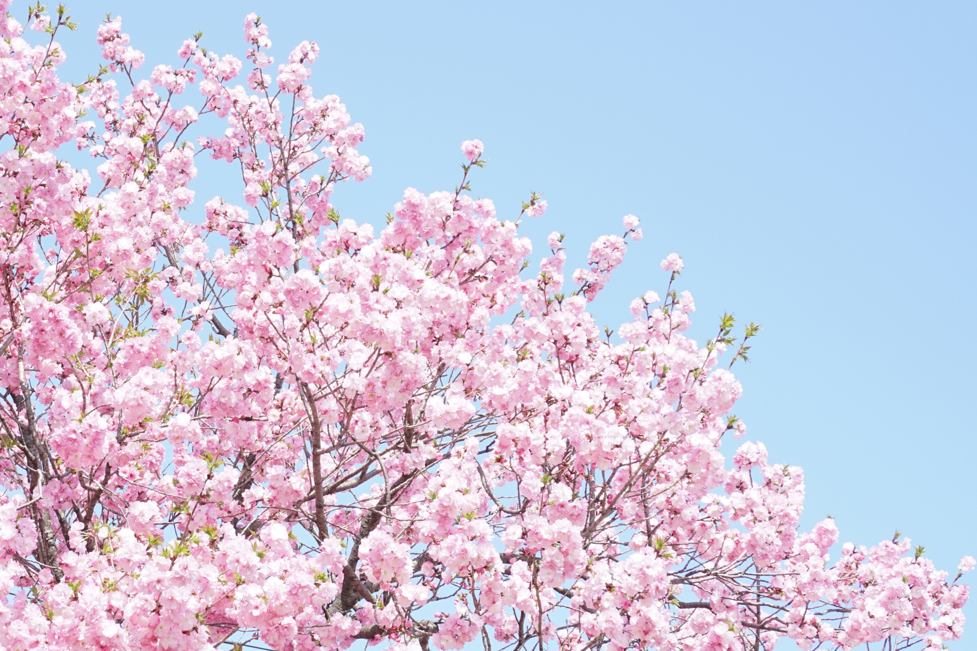 さくら（温泉桜）この桜はさくらです。