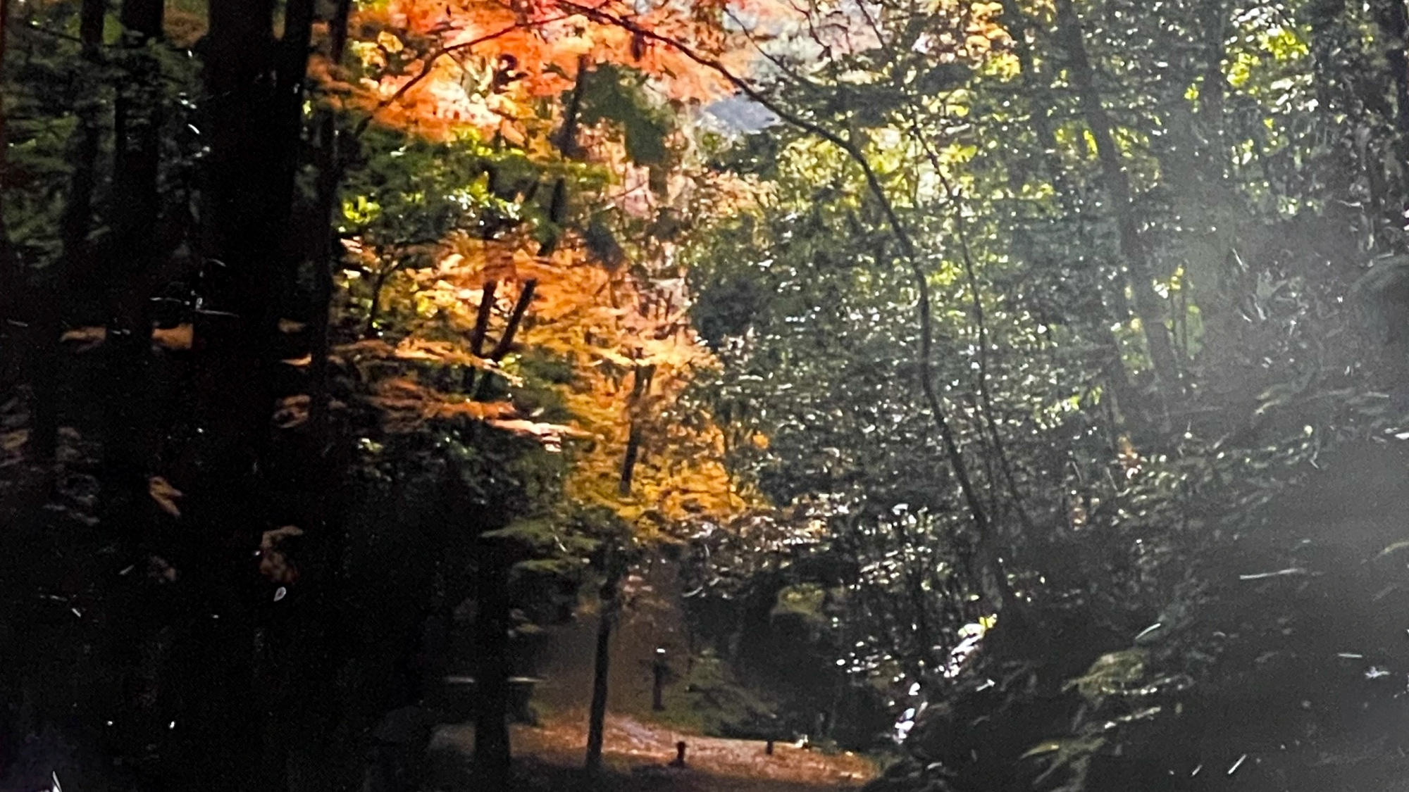 *【周辺】柳生街道の紅葉