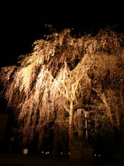 高田夜桜07-2