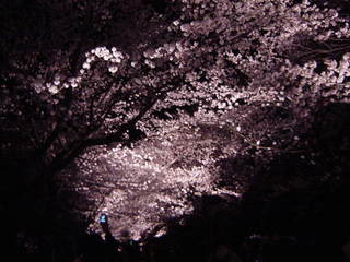 高田の夜桜