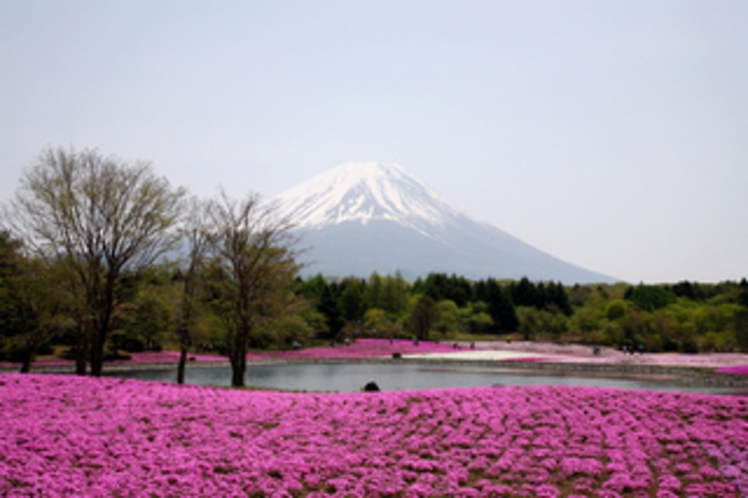芝桜と富士山