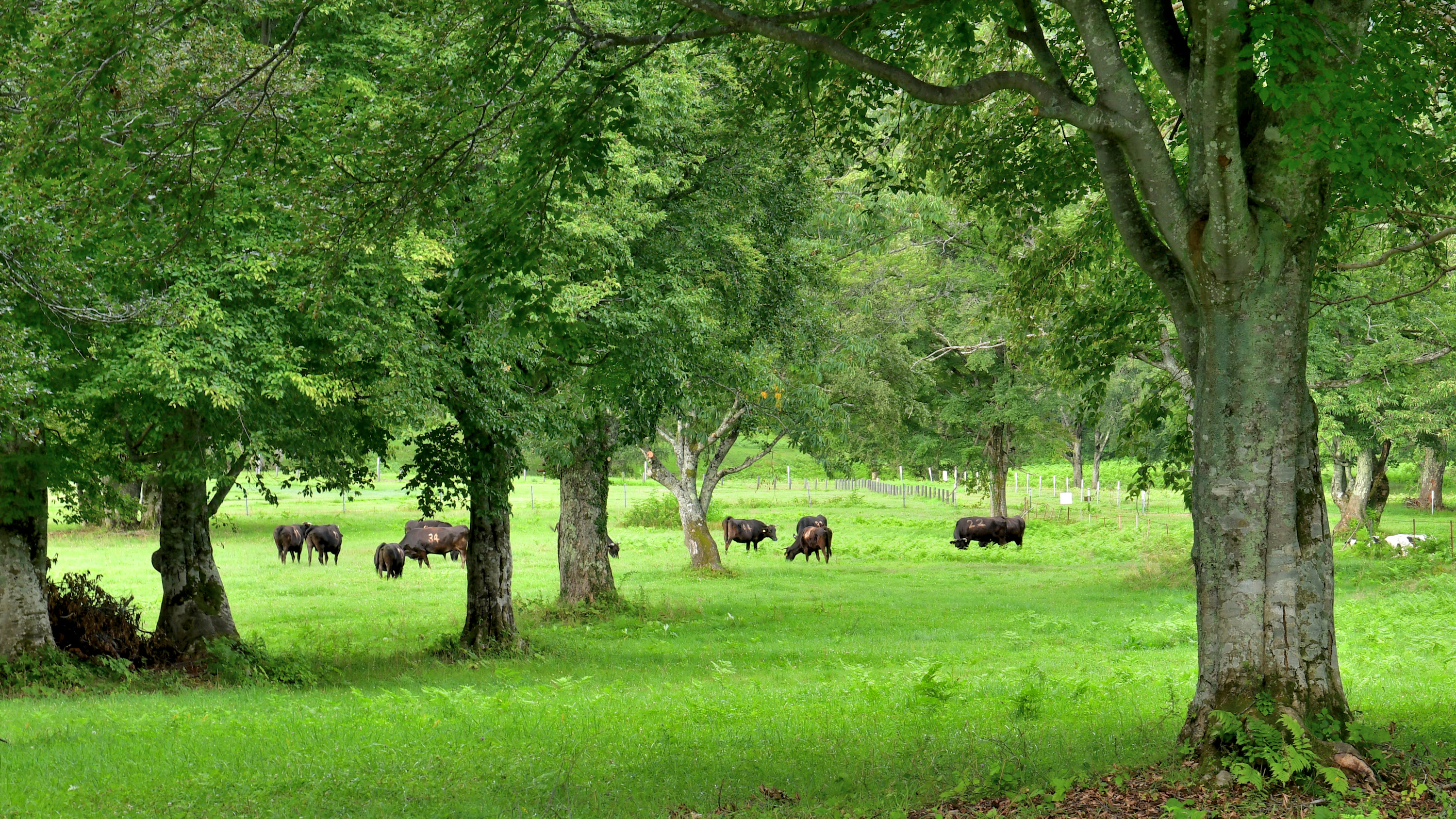 【その他】赤倉や近隣の風景や自然など