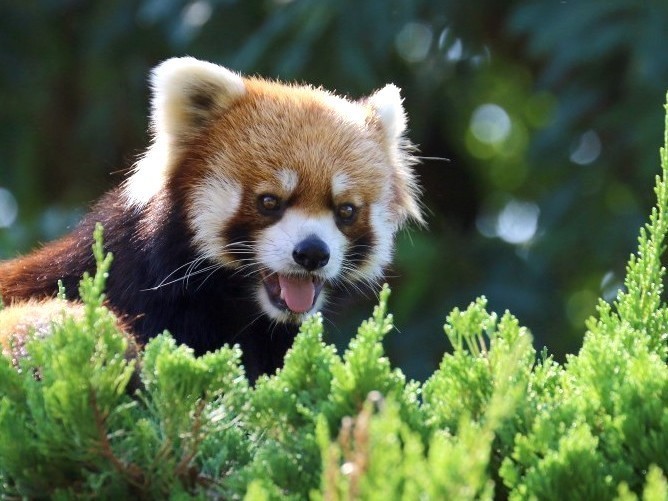 九十九島動植物園森きらら（レッサーパンダ）