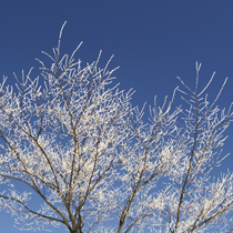 Winter scenery for plans (sky)