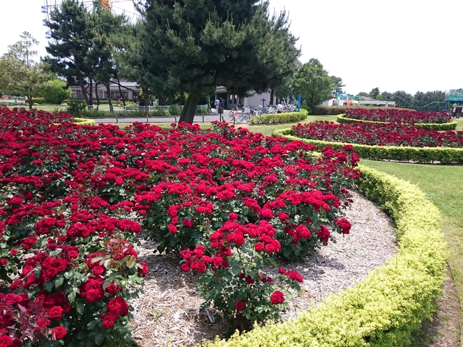 ひたち海浜公園 バラ