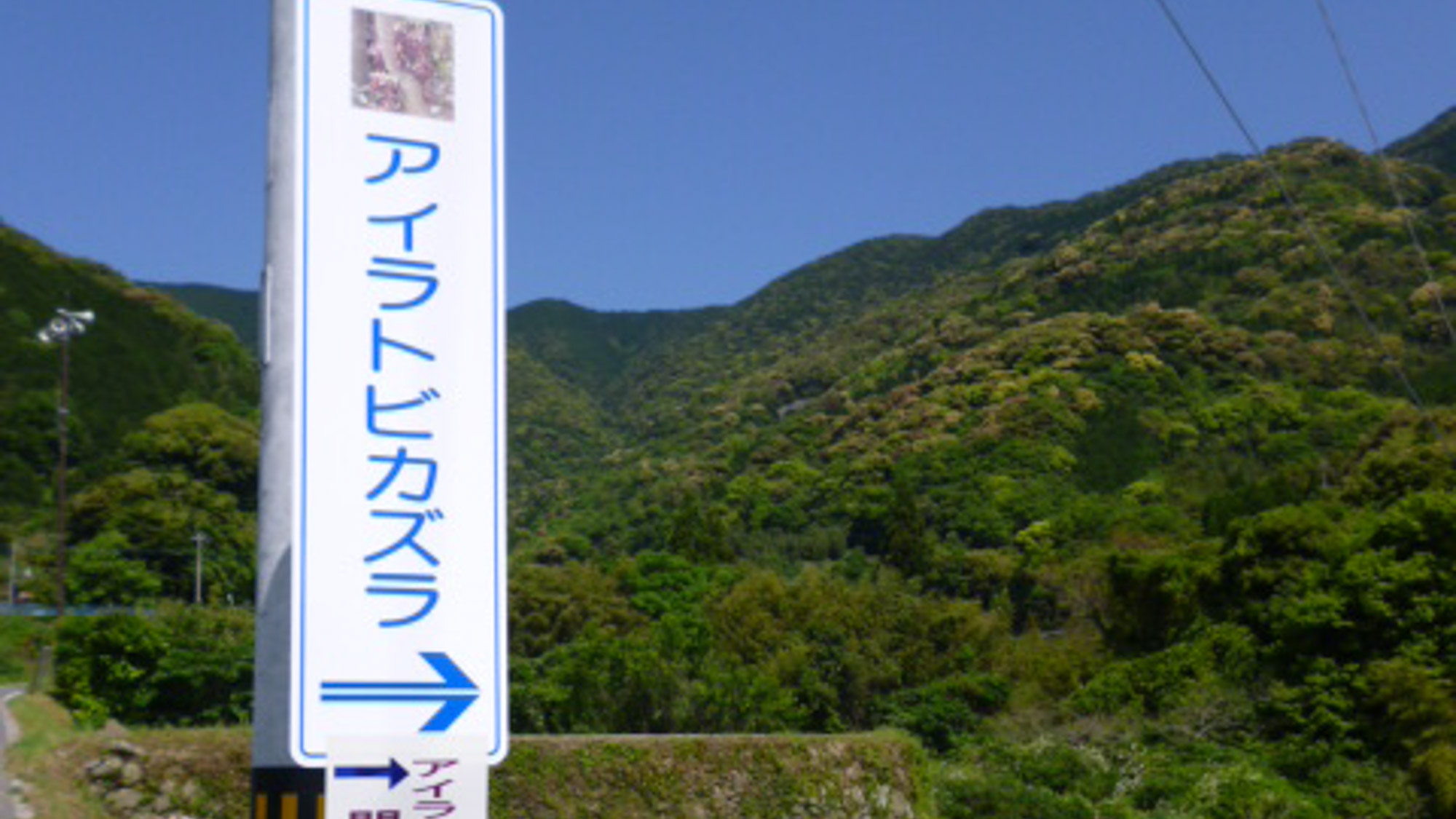 【周辺観光】国の特別天然記念物「アイラトビカズラ」が見学できます。。※4月下旬から5月上旬開花。