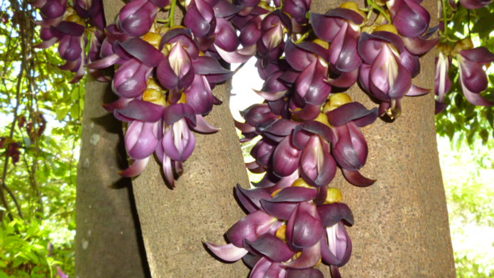 【周辺観光】アイラトビカズラ。芳香のある暗紅紫色のブドウのような花を咲かせます。※4月下旬から5月