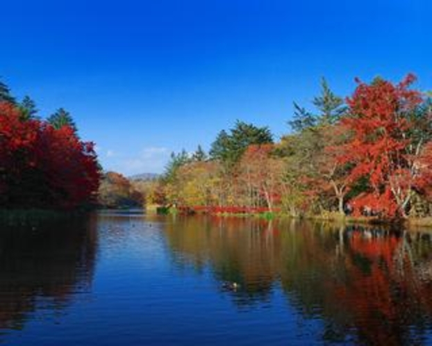 雲場池の紅葉