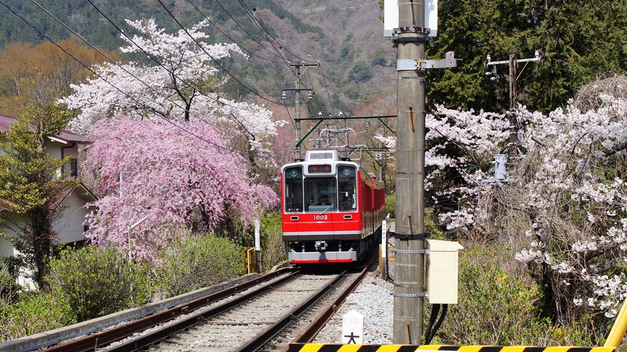 *【周辺】桜の中を走る箱根登山鉄道。