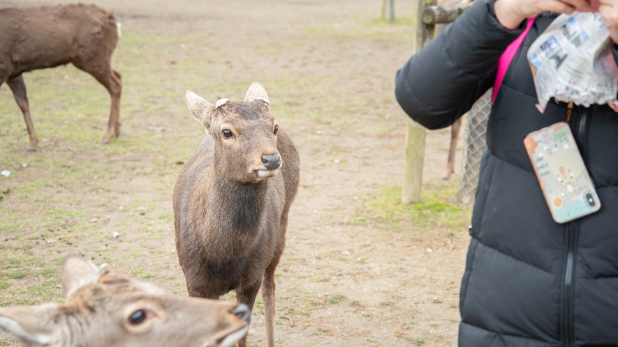 *【奈良公園の鹿】鹿せんべいを持っていると鹿さんがぐいぐいと寄ってきます！