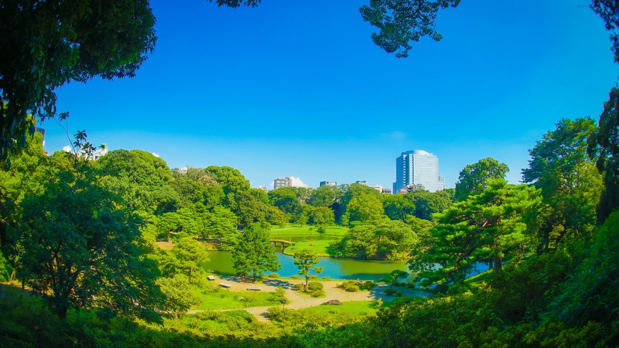 【六義園/夏】六義園のしだれ桜（池袋駅から3駅）