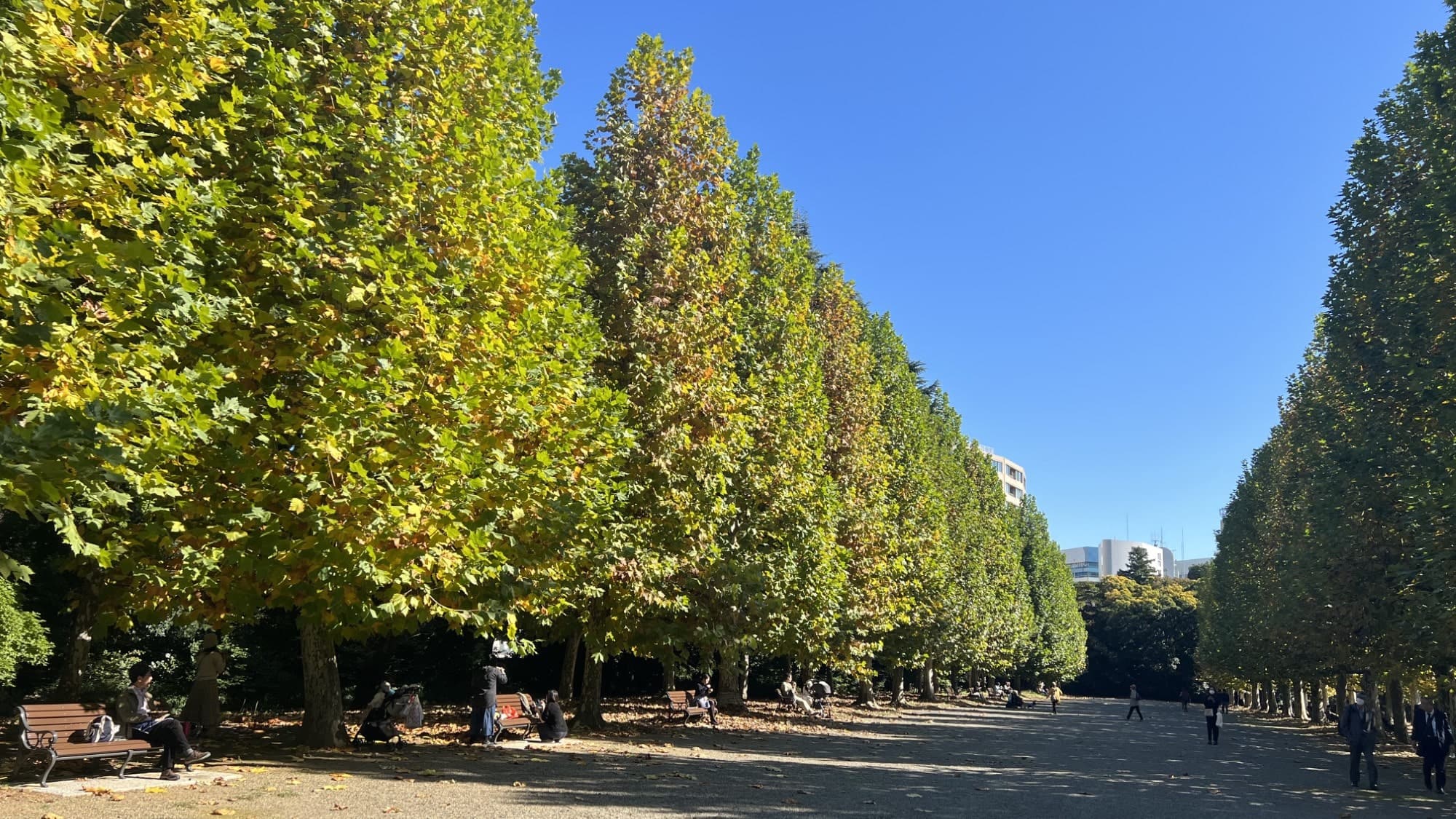 【新宿御苑/秋】都心で自然を感じたい方にオススメの公園。(池袋駅から4駅)