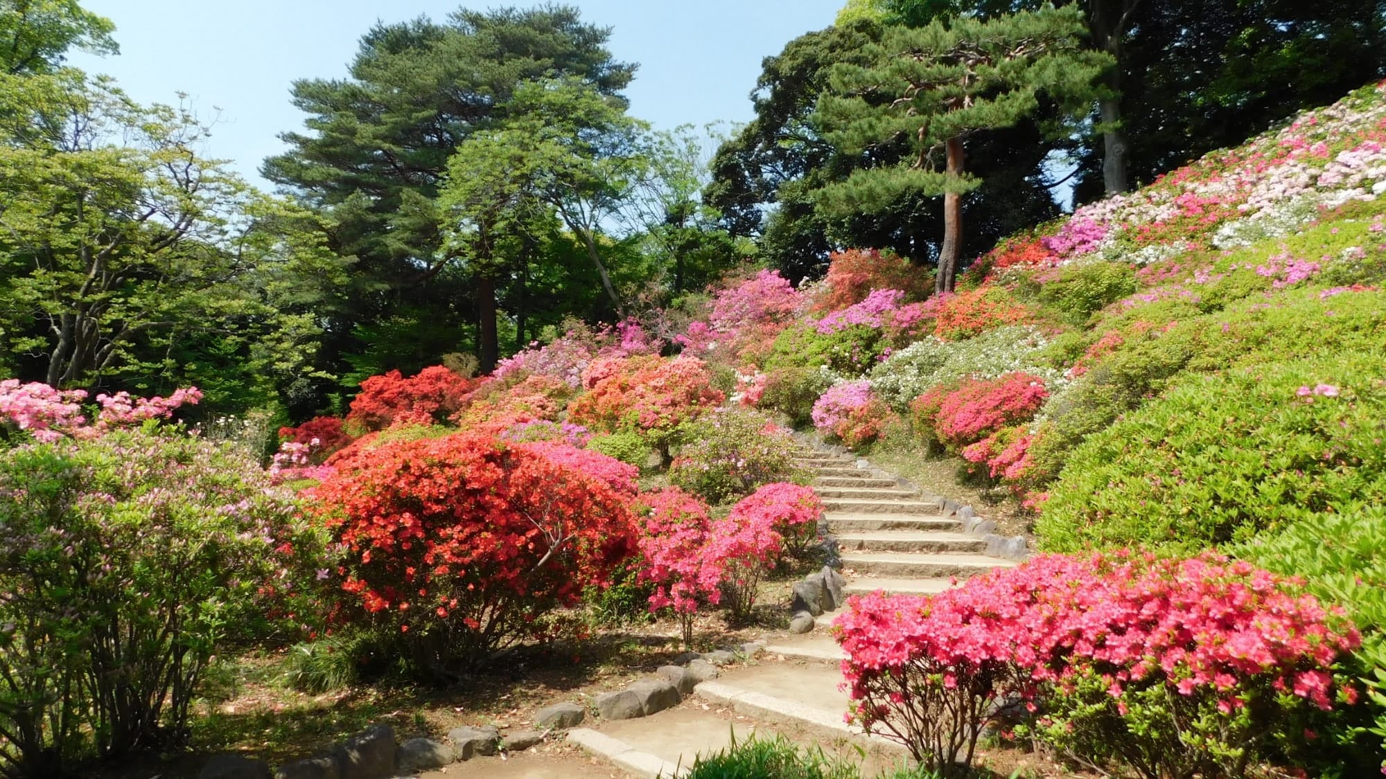 【六義園/春】小高い築山と広い池をもつ明るい庭園（池袋駅から3駅）