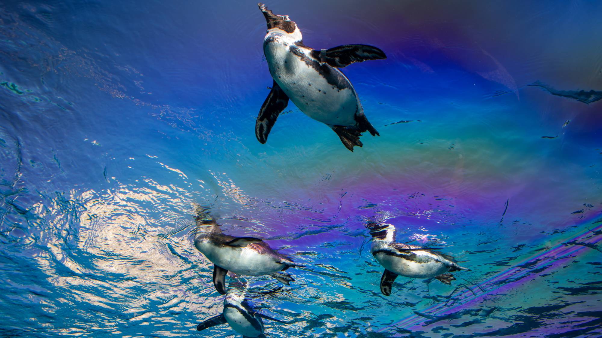 【サンシャイン水族館】空飛ぶペンギンが有名な水族館！(当館より徒歩約8分)