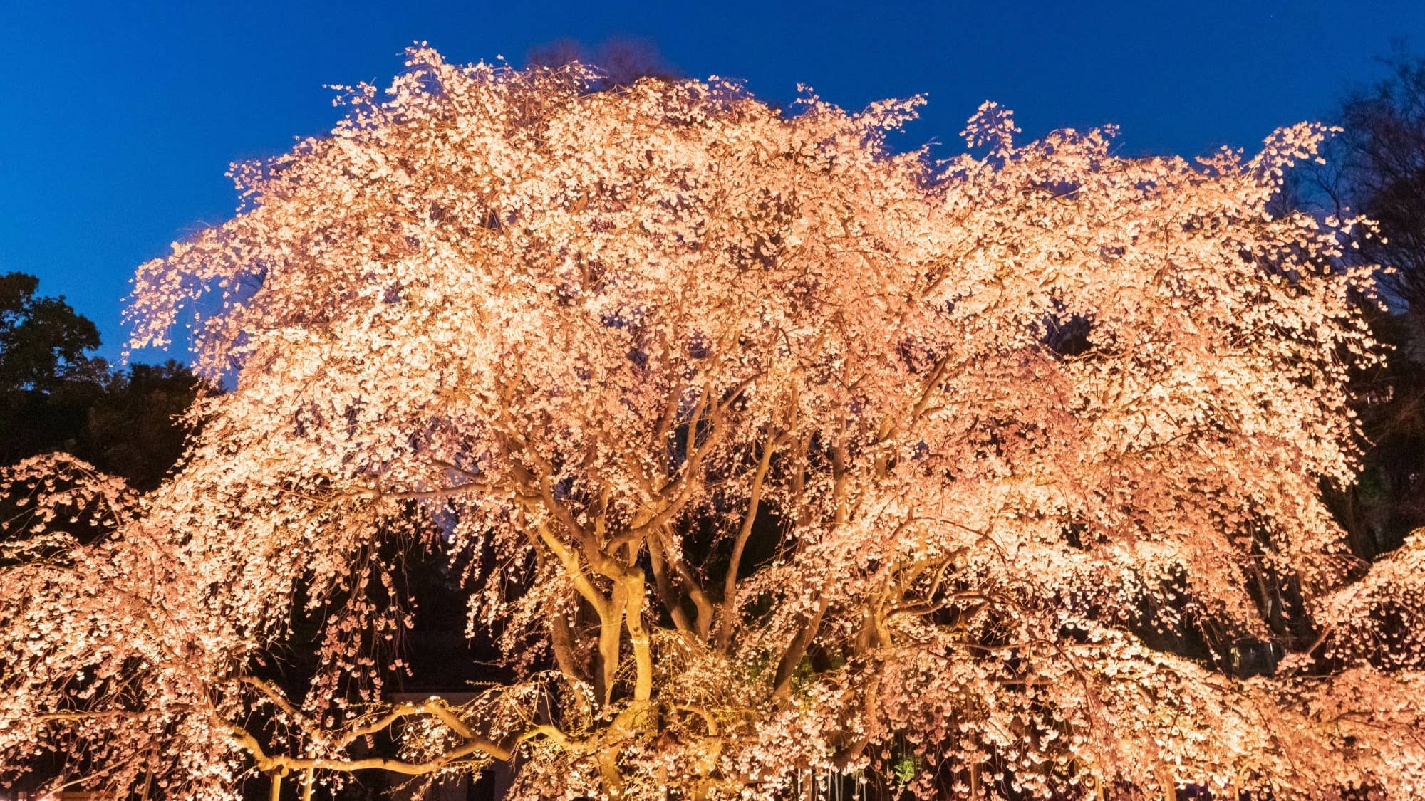 【六義園/春】六義園のしだれ桜（池袋駅から3駅）