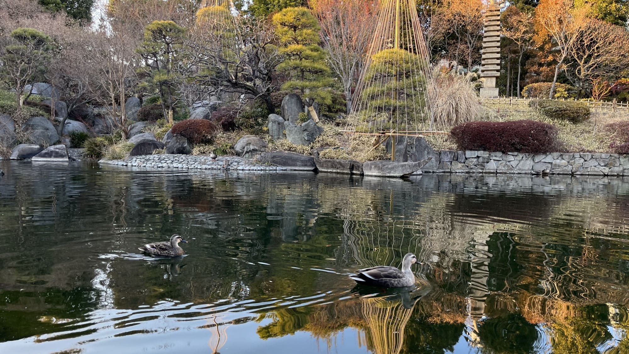 【目白庭園/冬】四季折々の様々な自然や数寄建築など伝統文化を感じられる公園(池袋駅から1駅)