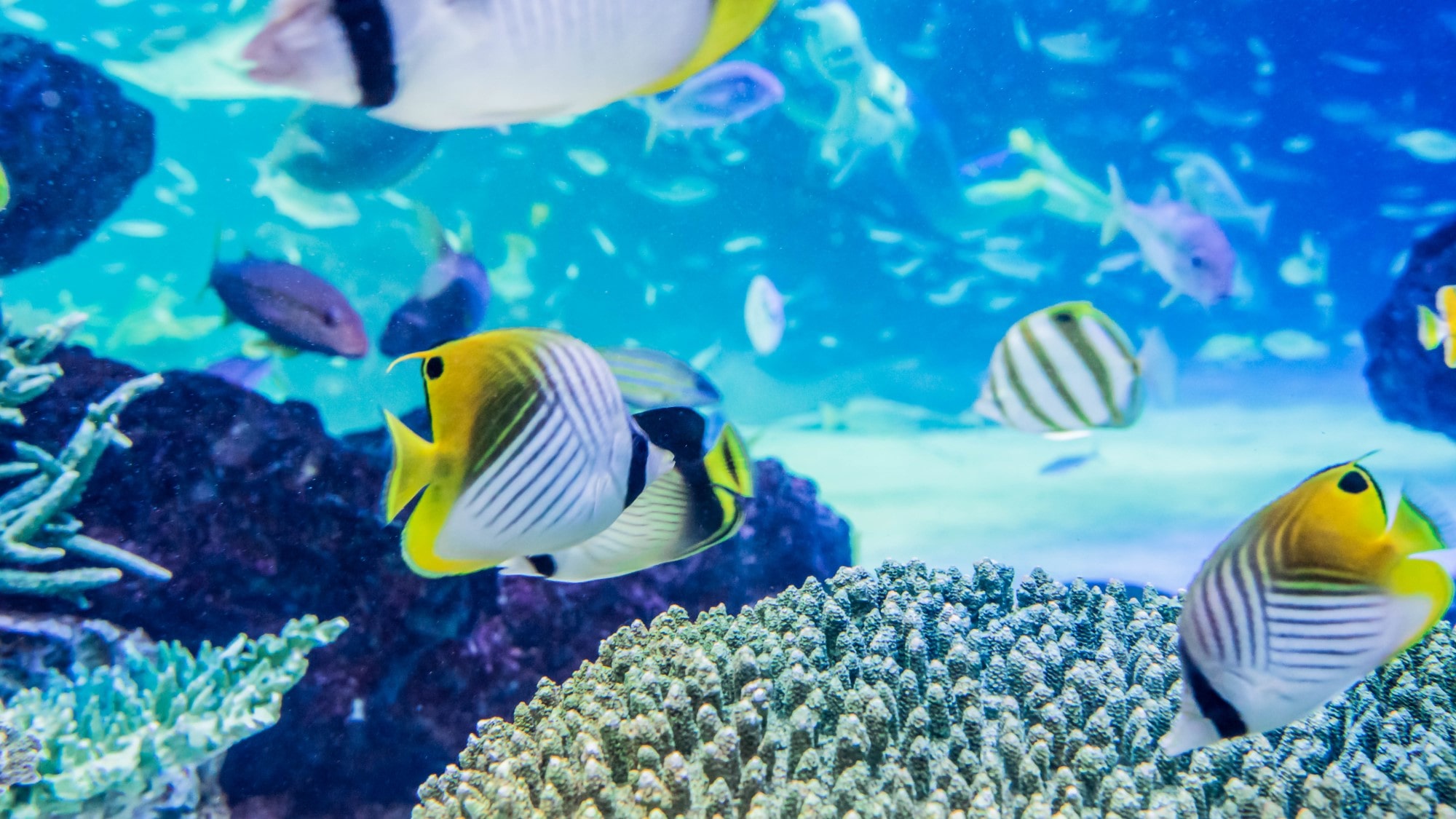 【サンシャイン水族館】空飛ぶペンギンが有名な水族館(当館より徒歩約8分)