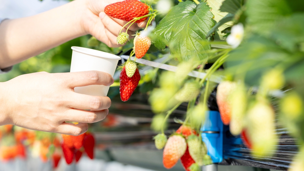 【ファミリー】1〜2月 ホテル併設の自家農園でいちご狩り食べ放題体験付《夕朝食・ラウンジアクセス付》