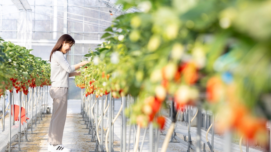 【ファミリー】1〜2月 ホテル併設の自家農園でいちご狩り食べ放題体験付《夕朝食・ラウンジアクセス付》