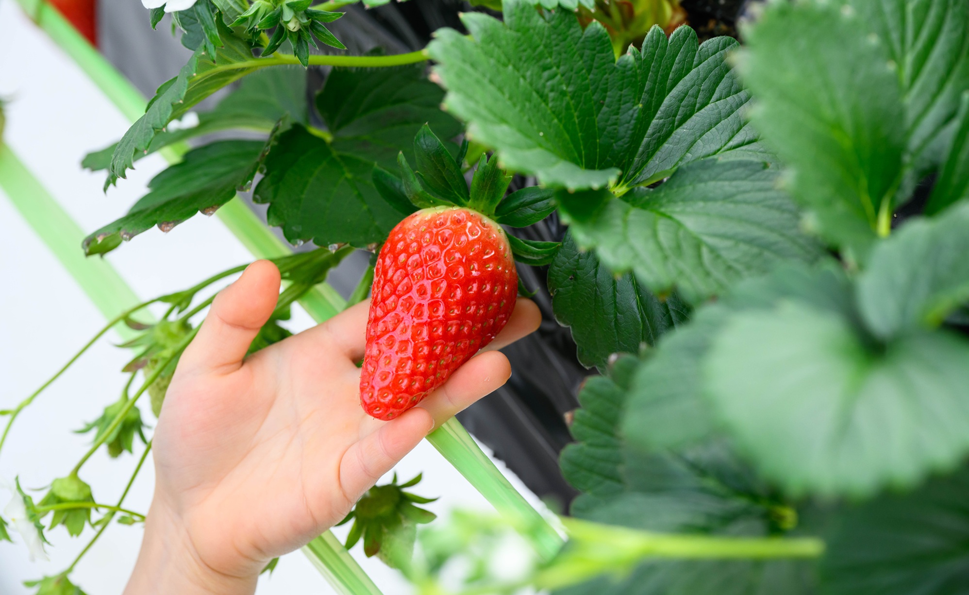 ホテル敷地内「ロイヤルストロベリーパーク」でのいちご狩り