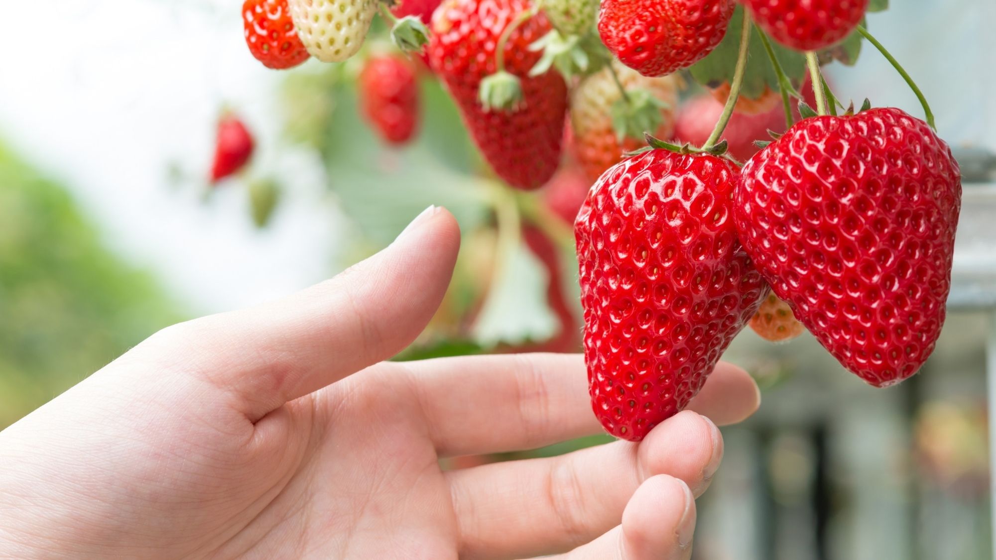 いちご狩り通常