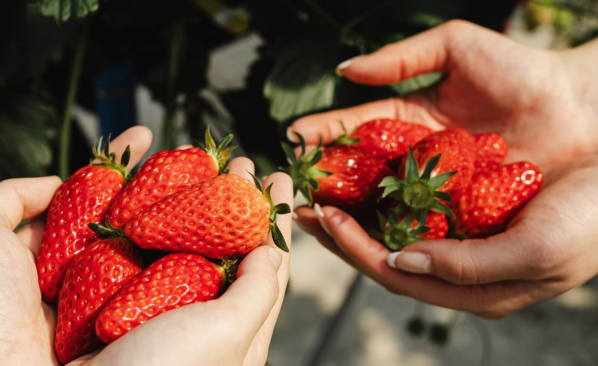 ホテル敷地内「ロイヤルストロベリーパーク」でのいちご狩り