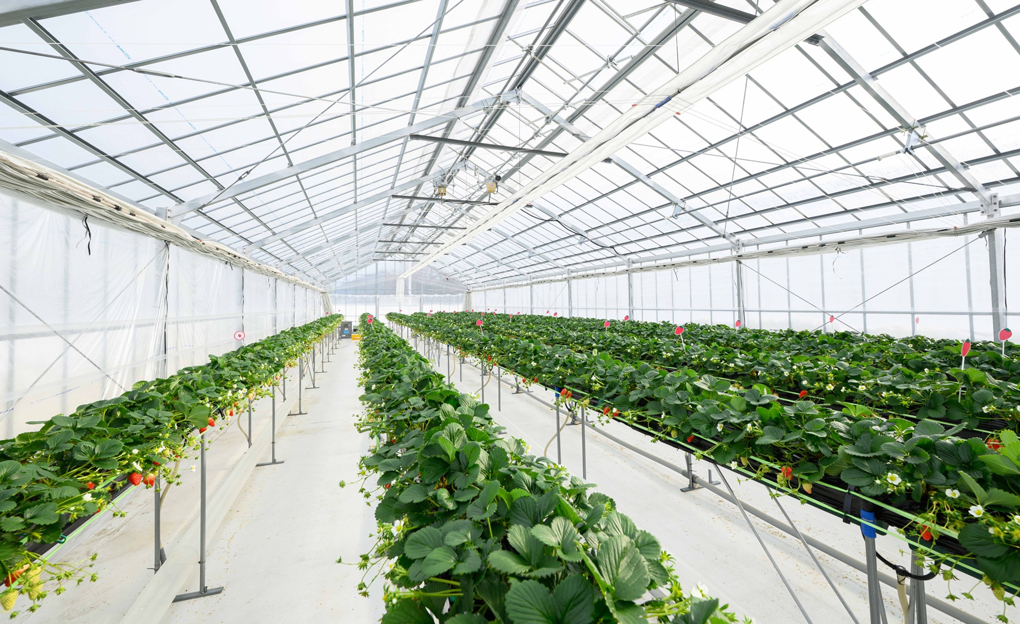 ロイヤルストロベリーパーク内観