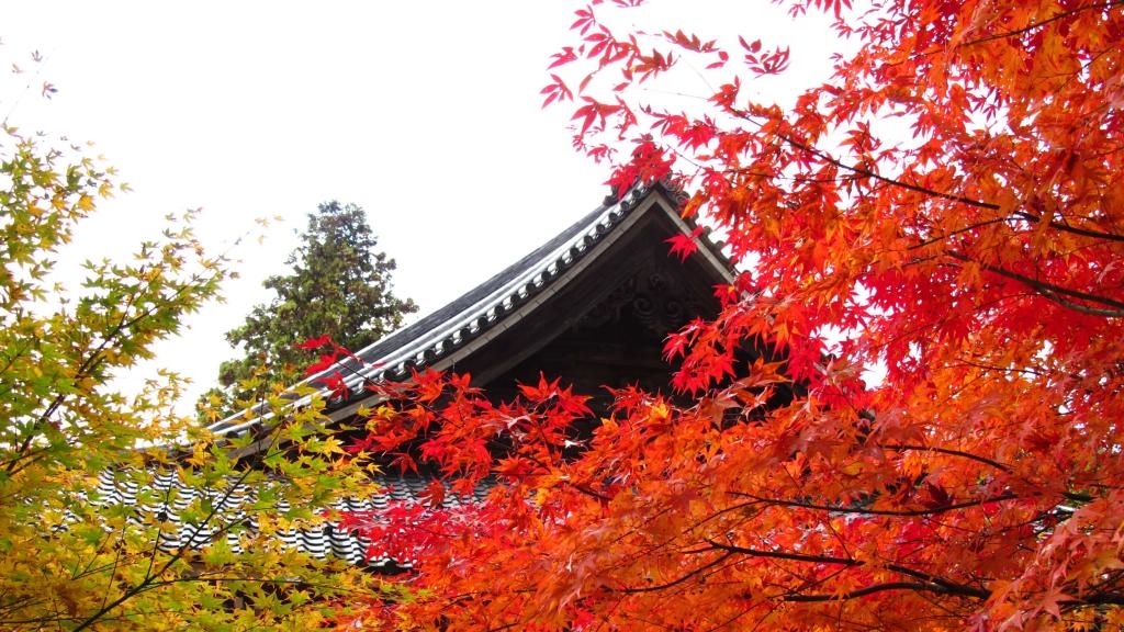 觀音寺本堂の紅葉