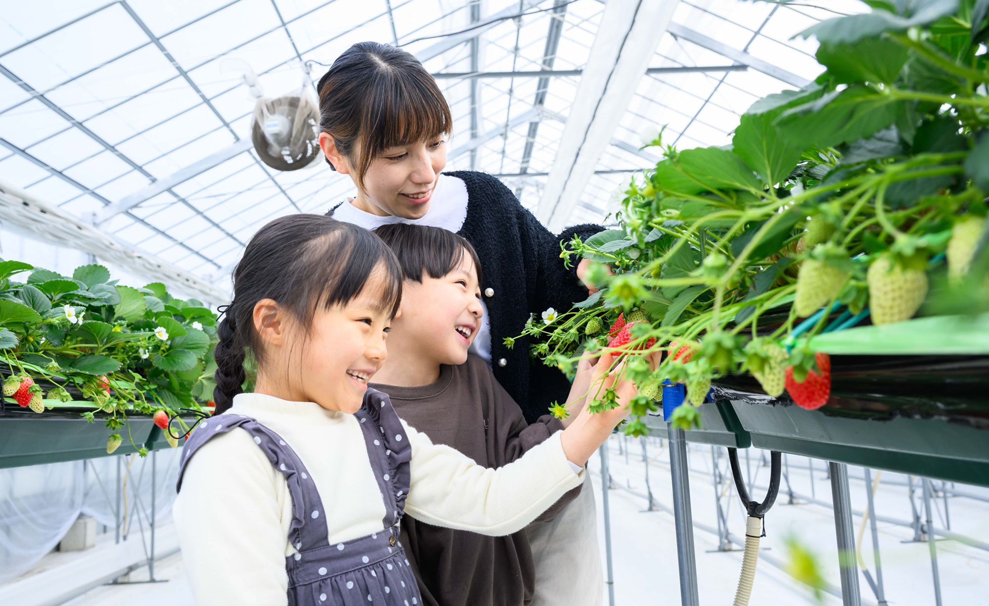 ホテル併設のいちごファーム「ロイヤルストロベリーパーク」でいちご狩り（春季限定）