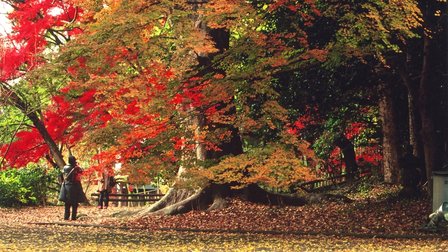 *【国宝・富貴寺】の紅葉（女将撮影）