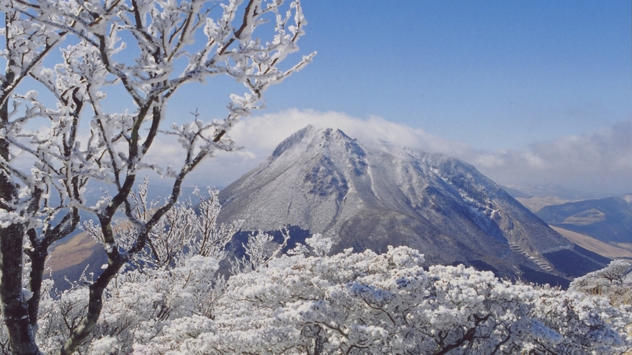 *【鶴見岳の霧氷】（女将撮影）