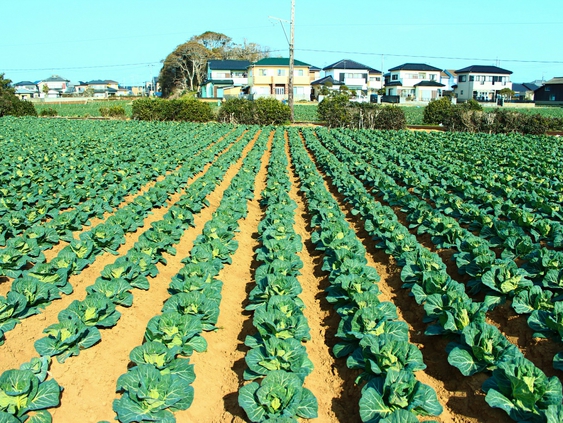 【銚子釣り金目鯛姿造り２名様に１尾】【本館】煮魚、オードブル、千葉県産豚肉料理、地野菜