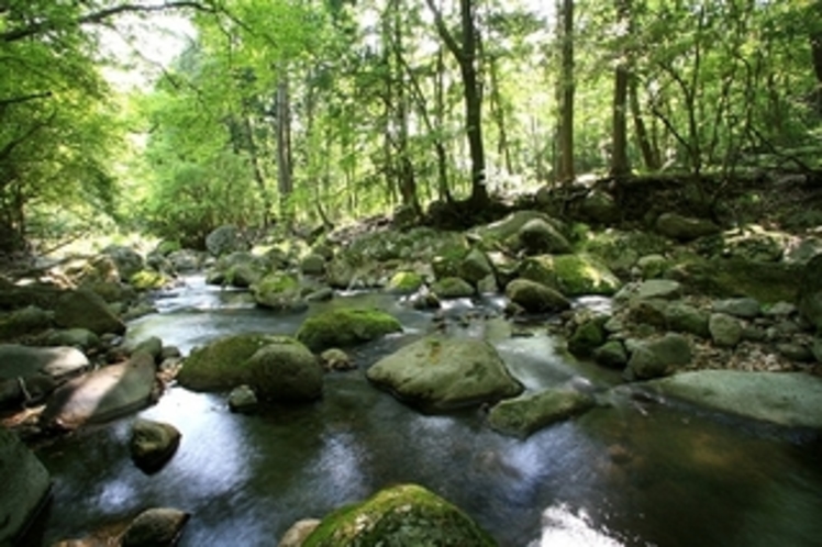 清流の森　散策いかがですか？