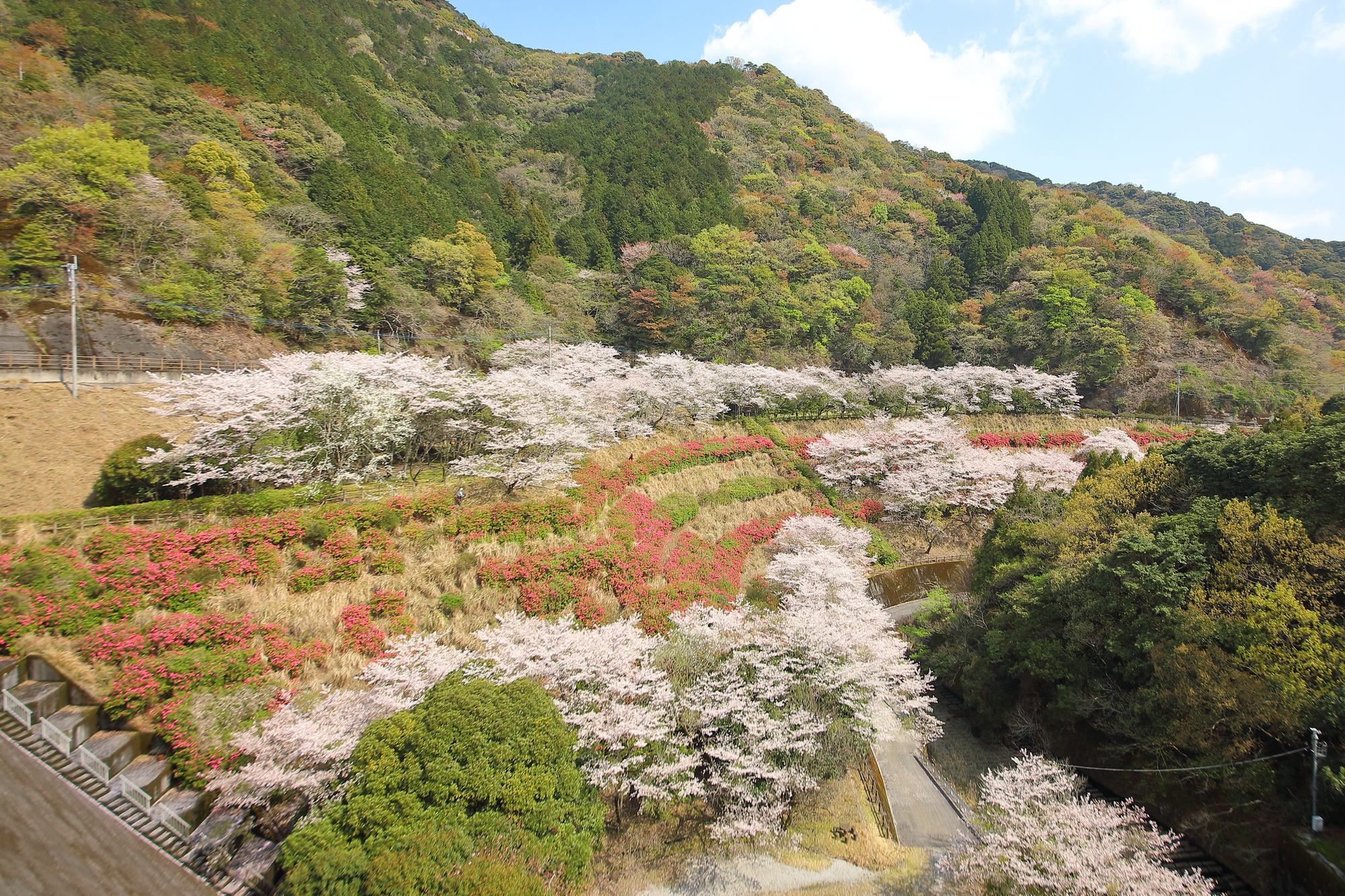 青江ダム　桜