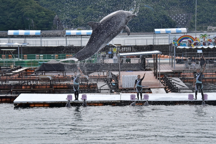 つくみイルカ島