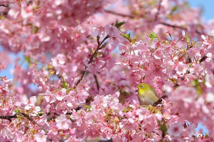 河津桜とメジロ