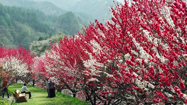 【2026.4/1〜4/24】プレミアム高原ビュッフェ