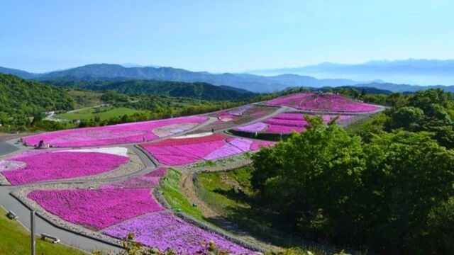 【2026.4/25〜5/31】春・新緑と深緑を愛でる　芝桜シーズン限定！春色ビュッフェ