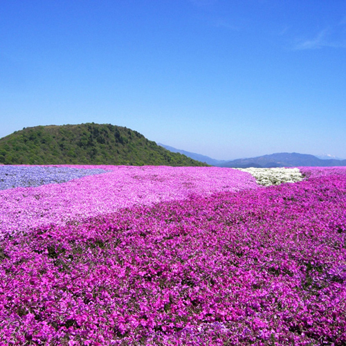 ホテルNo.78227 - 写真 113