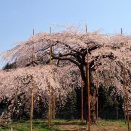 しだれ桜