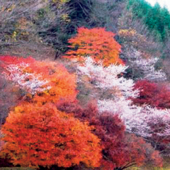 四季桜 豊田市小原地区