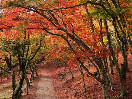 〇伊東で紅葉を満喫！秋旅！一泊二食付きバイキングプラン！