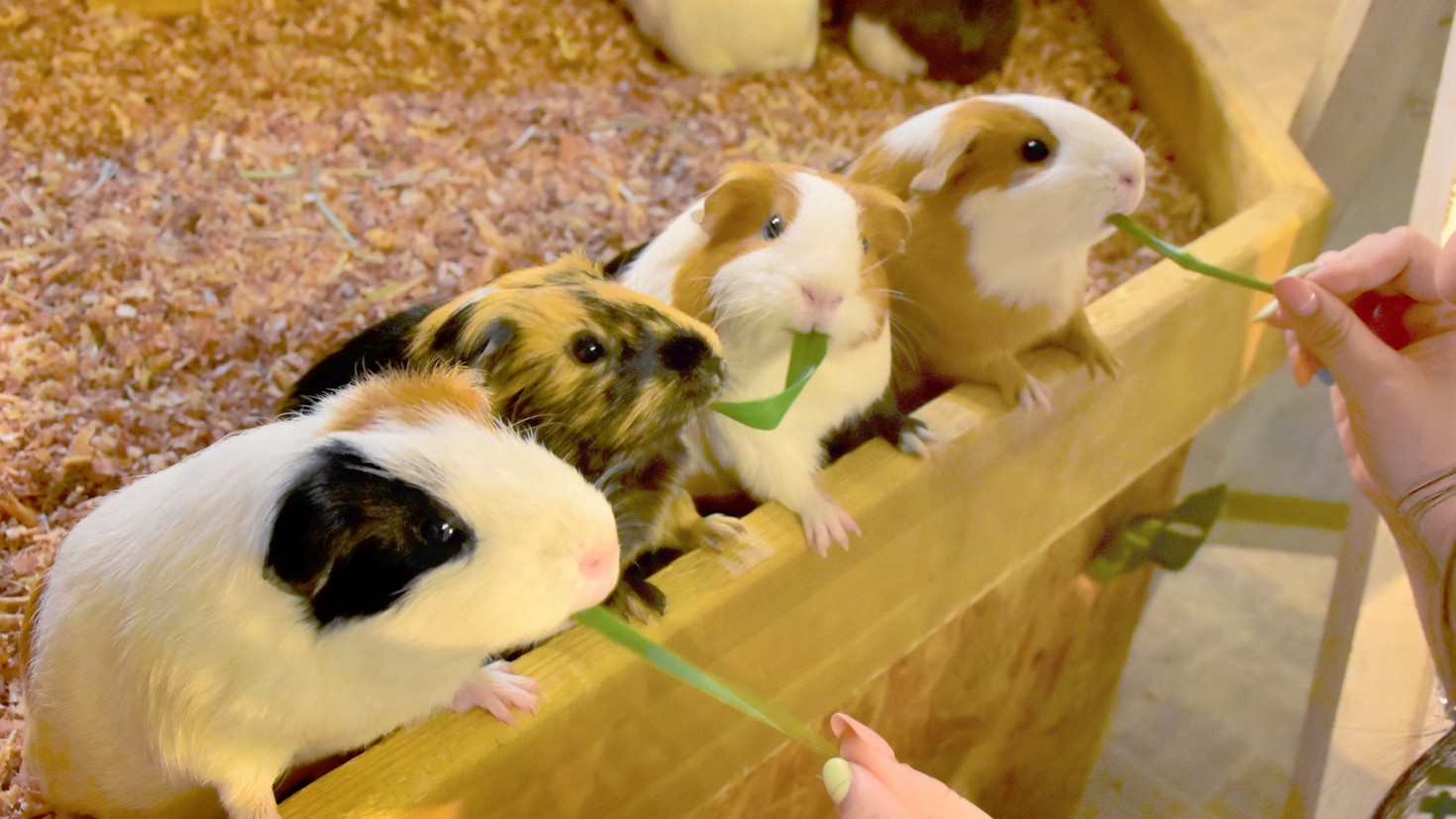【伊豆シャボテン動物公園　入園チケット付き】伊豆の人気スポットを満喫♪1泊2食付バイキングプラン