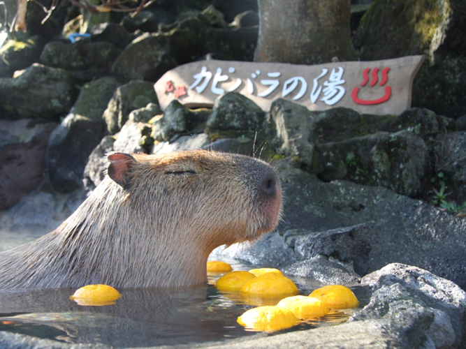 伊豆シャボテン動物公園チケット付き1泊2食バイキングプラン