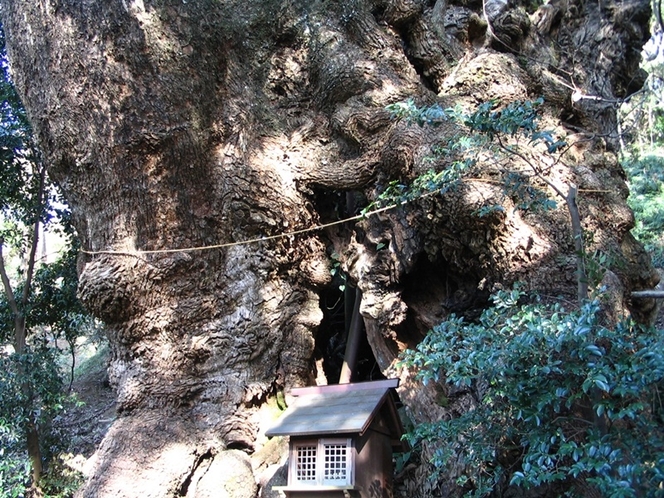 葛見神社　大楠の木