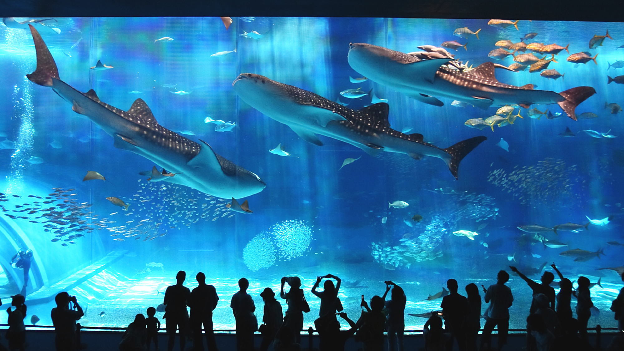 【2連泊以上】45日前のご予約がお得♪沖縄美ら海水族館チケット1回付き＆ブッフェ朝食付き